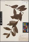 Foto von Salix discolor Muhl.